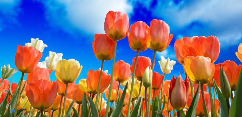 giornata mondiale dei tulipani